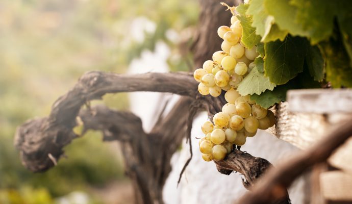 Bunch,Of,White,Grapes,In,The,Vineyard,In,The,Wine